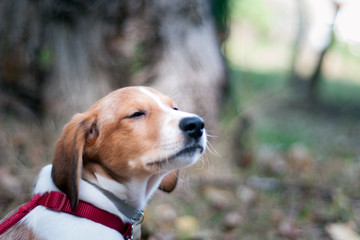 portrait of a beautiful, smiling,  white and brown dog with eyes closed, he is feeling happy and a little bit sleepy. Pets outdoors