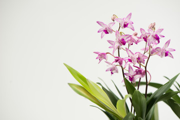 Fototapeta na wymiar Beautiful pink-purple orchids isolated on white background