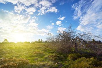 Obraz premium Evening landscape with sunset, blue sky with clouds and a crooked tree without leaves. With text space