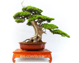 Rolgordijnen Chinese Pine Bonsai tree isolated on white background. © MINXIA