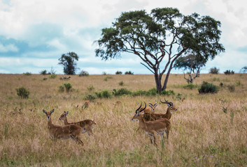 African Savannah in the haze. Grazing gazelles, Girls and boys