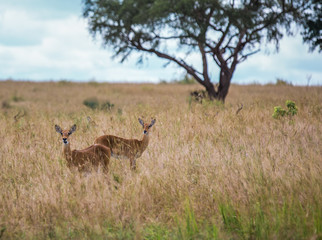 Naklejka na ściany i meble two Gazelle girls chew grass in blurred vegetation in the African Savannah