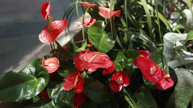 Close Up of Blooming Red Anthurium Getting Sun in Slow Motion