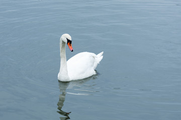 Obraz premium White swans swimming on blue lake.