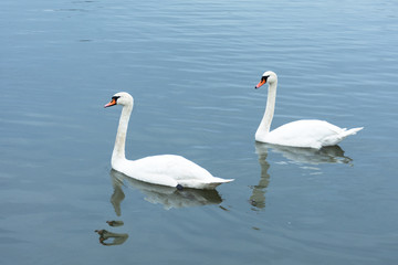 Fototapeta premium White swans swimming on blue lake.