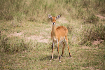 Naklejka na ściany i meble young funny antelope looks into the frame in blurred vegetation in the African Savannah