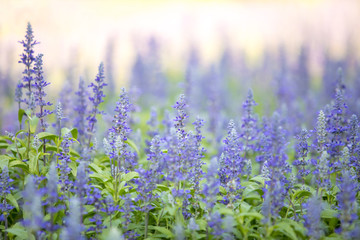 Colorful violet or purple lavender flower in field garden.