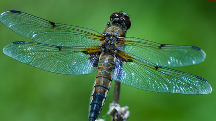 dragonfly on leaf - obrazy, fototapety, plakaty