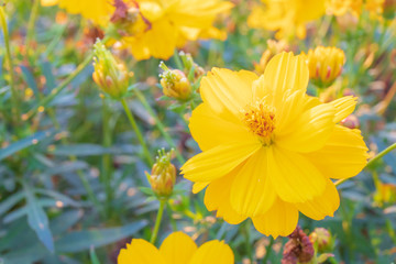 Yelllow camomile or chamomile flower with yellow pollen in macro shot. and copy space.