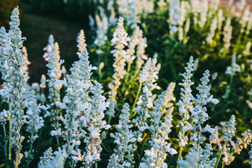 Fototapeta premium White lavender flower in field garden with dark forest tone.