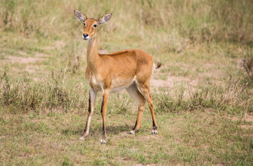 young funny antelope looks into the frame in blurred vegetation in the African Savannah
