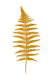 Gold coloured fern branch isolated on white background. Greeting card. Holiday background