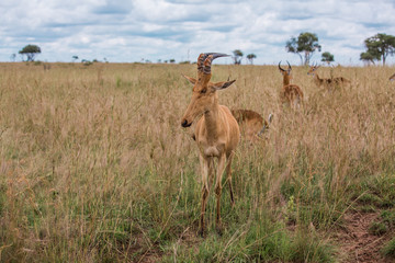 alcelaphus buselaphus in the green African Savannah