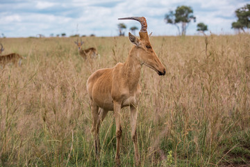alcelaphus buselaphus in the green African Savannah