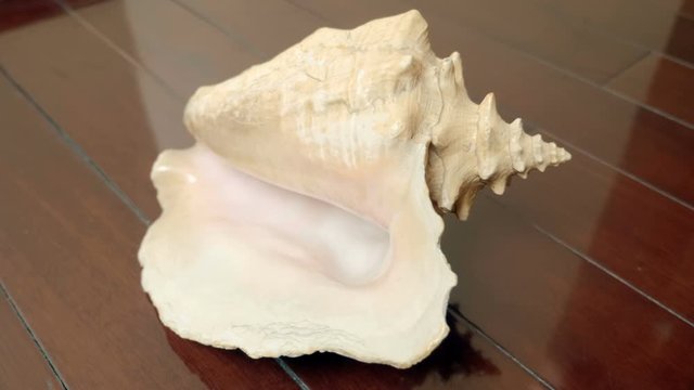 Huge beautiful sea shell on a lacquered mahogany floor. Shot in motion. Macro. Closeup