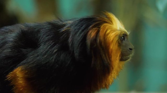 Close up of lion tamarin monkey head looking to the right.