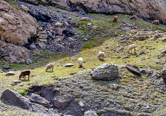 sheep in the mountains