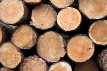 Big stack of freshly cut pine log ends closeup on a forest saw mill