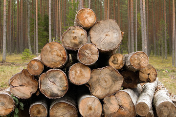 Forest edge with saw mill, stacks of pine logs against pine forest