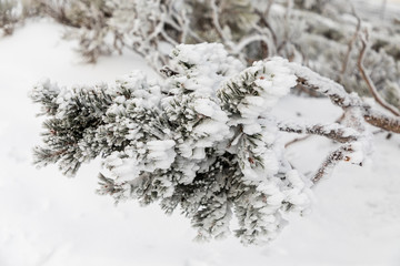 Trees covered with hoarfrost and snow in mountains of Navacerrada, Madrid, Spain.