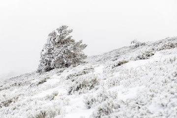 Trees covered with hoarfrost and snow in mountains of Navacerrada, Madrid, Spain.