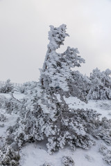 Trees covered with hoarfrost and snow in mountains of Navacerrada, Madrid, Spain.
