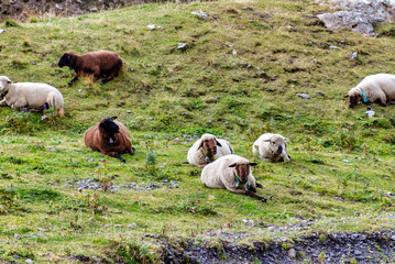 flock of sheep in the mountains