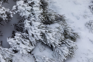 Trees covered with hoarfrost and snow in mountains of Navacerrada, Madrid, Spain.