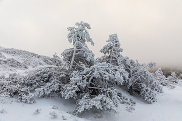 Trees covered with hoarfrost and snow in mountains of Navacerrada, Madrid, Spain.