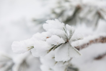 Trees covered with hoarfrost and snow in mountains of Navacerrada, Madrid, Spain.