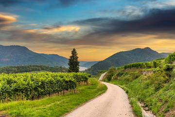 Road between vineyard in Wachau valley near Spitz village. Summer Evening. Lower Austria.