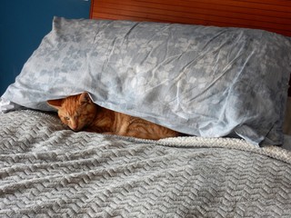 Gatto a letto sotto il cuscino