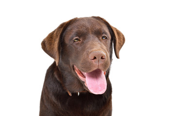Portrait of a cute Labrador puppy, closeup, isolated on a white background
