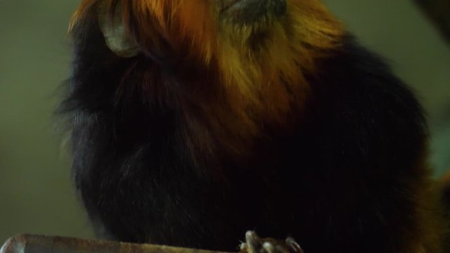 Close up of lion tamarin monkey head looking around.