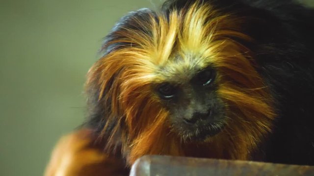 Close up of lion tamarin monkey head looking down.