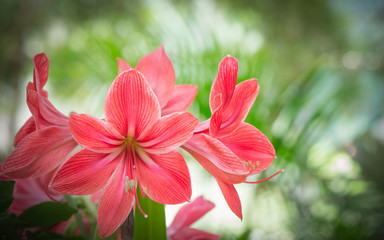 Close up of beautiful  red belladonna lily's  Petals, isolated in green background.