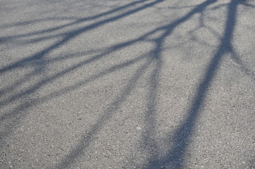 アスファルトの木の陰