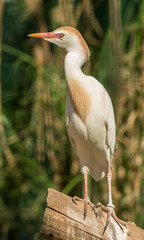 small white cattle egret (bubulcus ibis) standing on a log