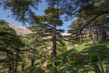 Lebanon cedar. The Cedars of God located at Bsharri, are one of the last vestiges of the extensive forests of the Lebanon cedar that once thrived across Mount Lebanon. Lebanon - June, 2019
