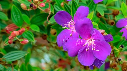 Close up Purple flowers Malabar melastome (Indian rhododendron), Melastoma malabathricum Linn Macro photography