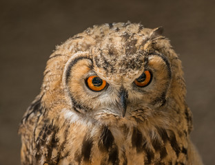 portrait of smaller owl with orange eyes