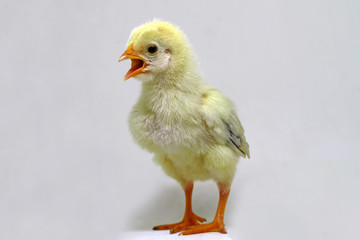 single chicks with white background