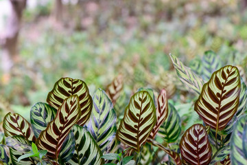 Peacock plant, Calathea makoyana in green forest.