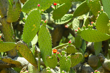 nopal cactus with flowers closeup
