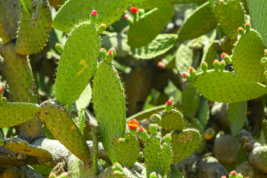 nopal cactus with flowers closeup