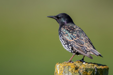 Starling Perched