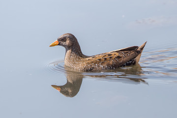 Spotted Crake Wading in Water