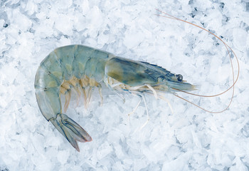 Fresh tiger shrimp on an ice cube background