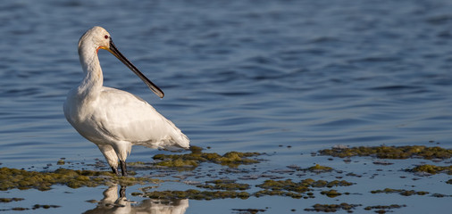 Spoonbill Wading in Water