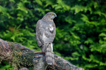 Sparrowhawk Perched